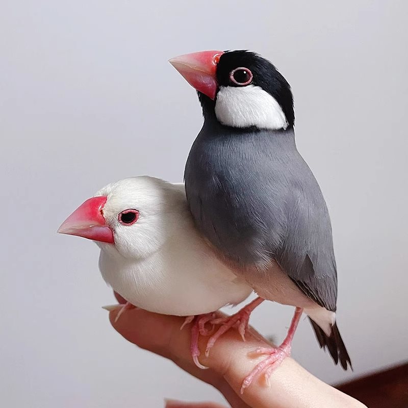 珍珠鸟虎皮鹦鹉活物灰白七彩文鸟灰白珍珠活鸟宠物鸟一对手养幼鸟