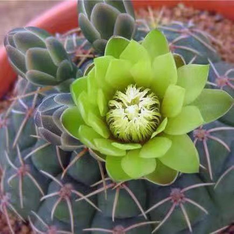 仙人球批发绯花玉会开花多肉植物绯花玉小盆栽桌面室内开花绿植