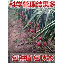 红心红肉火龙果苗燕窝果树果苗南方阳台四季盆栽种植水果当年结果