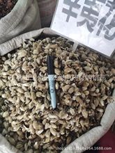 中药材辛夷花批发 辛夷茶 毛桃花干 迎春花植物辛夷花 散装500g