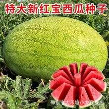 新红宝西瓜种孑绿皮大果少籽四季播庭院大田巨型水果西瓜种子大全