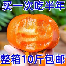 【价】巧克力脆柿子当季新鲜水果整箱包邮现摘孕妇大果脆甜