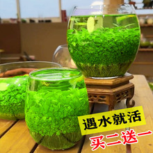 生态玻璃鱼缸小型乌龟缸金鱼水草种子籽植物真草造景桌面客厅家用