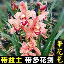 带多花苞带盆土 兰花苗建兰四季兰大花 快车小姐 花卉绿植年宵花