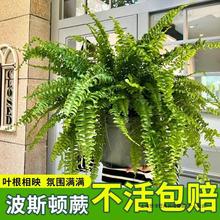 绿植造景霸王长藤垂肾蕨室内波士顿吊兰植物盆栽蕨类植物蕨室内隆