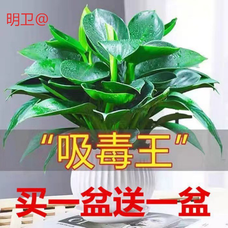大叶金钻绿公主盆栽四季常青吸甲醛净化空气客厅室内水培绿植花卉