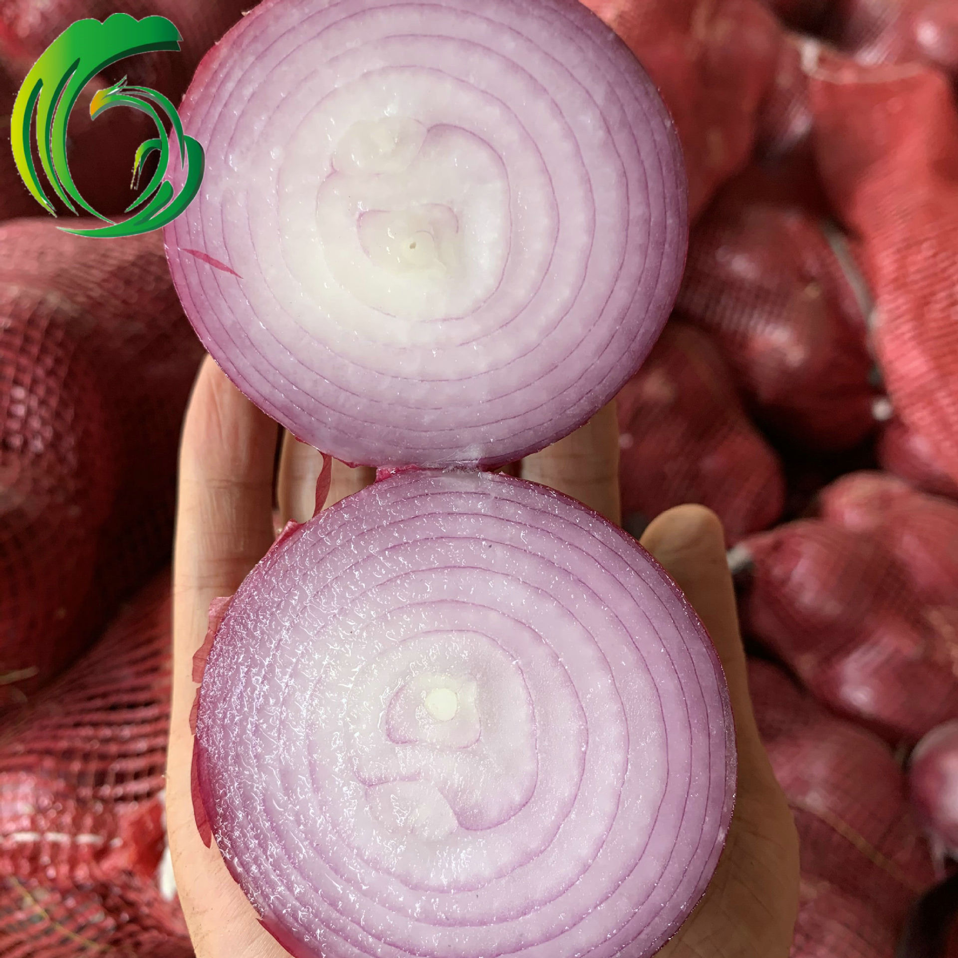 2021 小红葱 6-8cm 腰鼓网袋装 工厂直供 甘肃基地产 出口东南亚