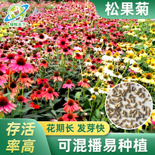 松果菊四川批发草原花坛多年生花卉盆栽鲜切花海绿化组合价格