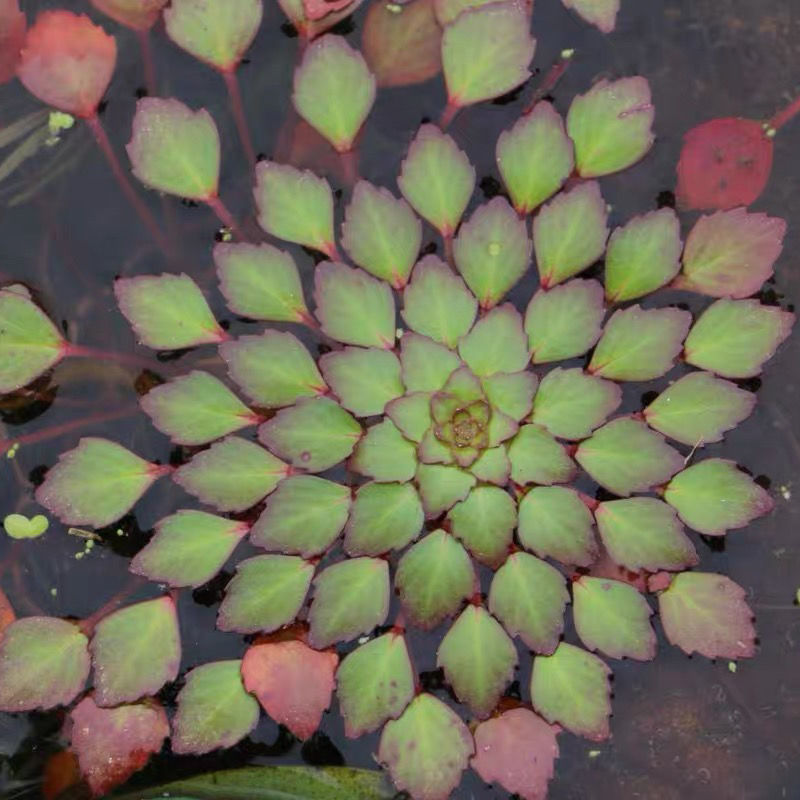 危地马拉水丁香 浮萍 浮水植物 水上烟火 水草 水培包活