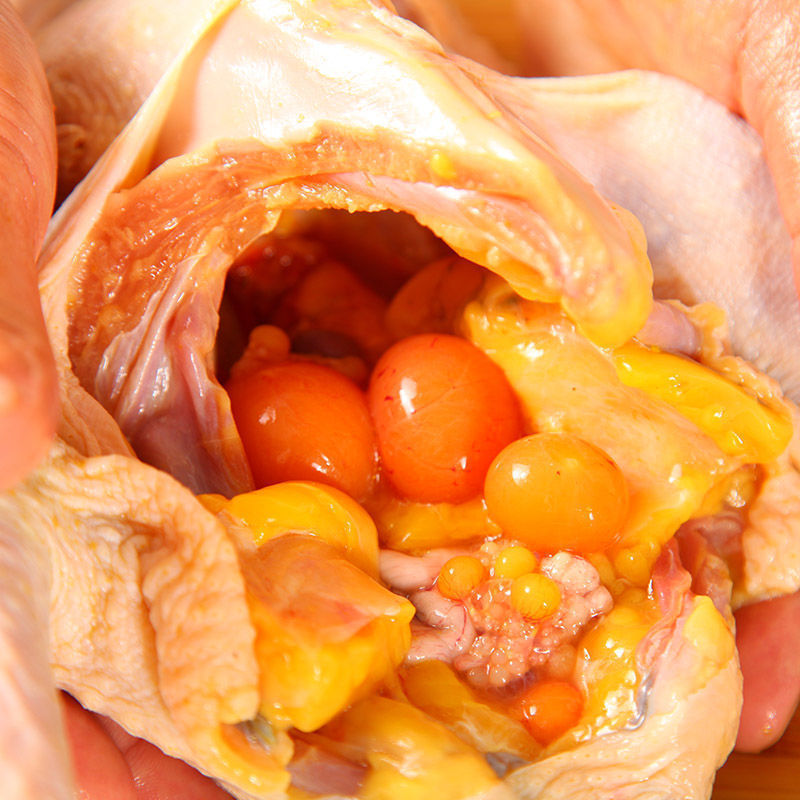 王屋山农家散养小草鸡笨鸡土鸡老母鸡跑山鸡走地鸡柴鸡新鲜整鸡