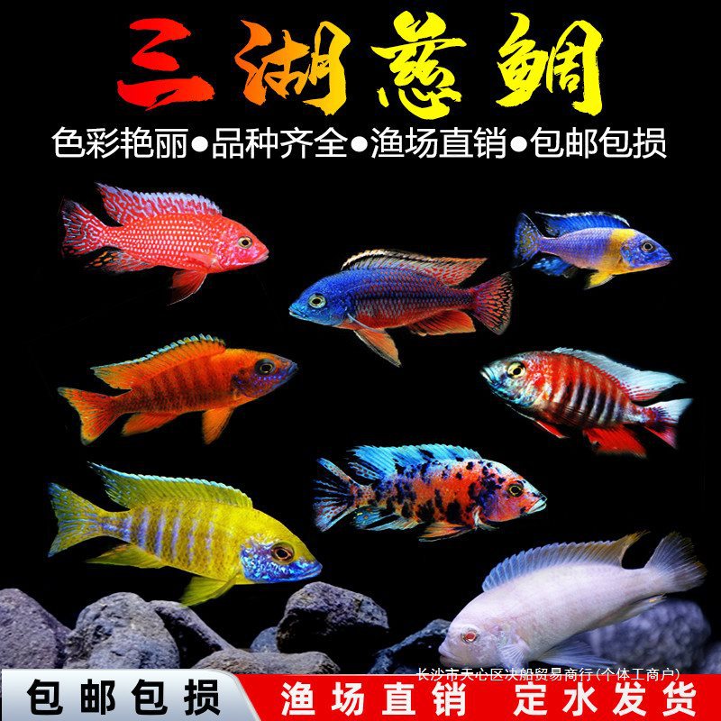 三湖慈鲷鱼黑线王子活体中小型耐养易活热带观赏鱼淡水鱼