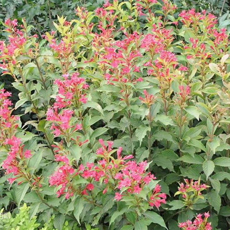 红王子锦带花树苗 四季种植耐寒耐热红王子锦带花苗庭院盆栽