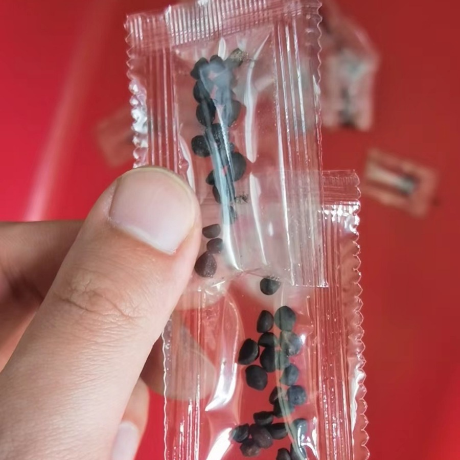 小包牵牛花种子小袋种子批发草种可贴标签种植玩具种植盲盒专用