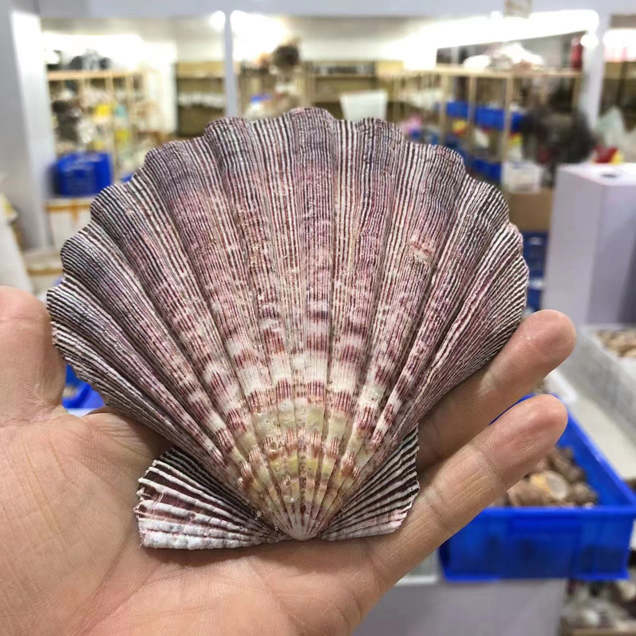 狮爪贝12—14厘米天然海螺贝壳彩色大扇贝鱼缸造景工艺品雕刻材料