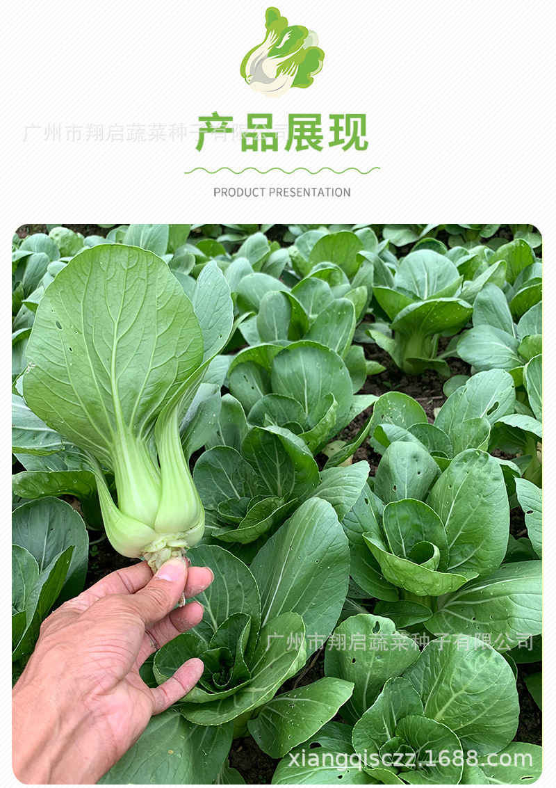 建南2号青梗菜种子金品二号上海青种籽大头束腰蔬菜种孑公司批发