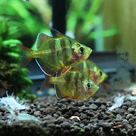 玻璃拉拉鱼玻璃猫热带鱼观赏鱼透明的鱼灯科鱼淡水活体小型鱼水族