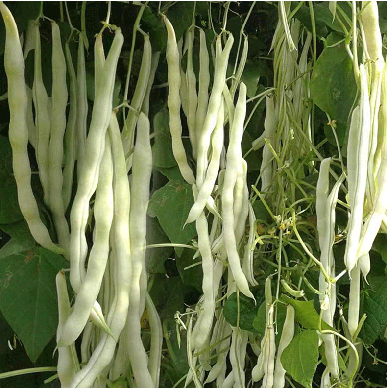 九粒白芸豆种子四季白不老来少摘不败压塌无架豆角阳台蔬菜种籽孑