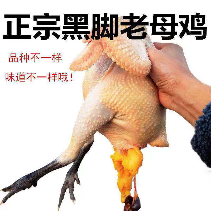 【两只黑脚老母鸡】山林散养鸡走地鸡月子鸡煲汤鸡不是三黄鸡