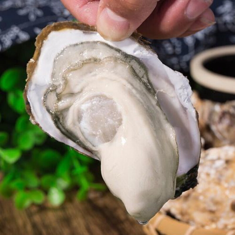 海蛎子带壳牡蛎生蚝肉上蚝鲜贝类海鲜水产品海