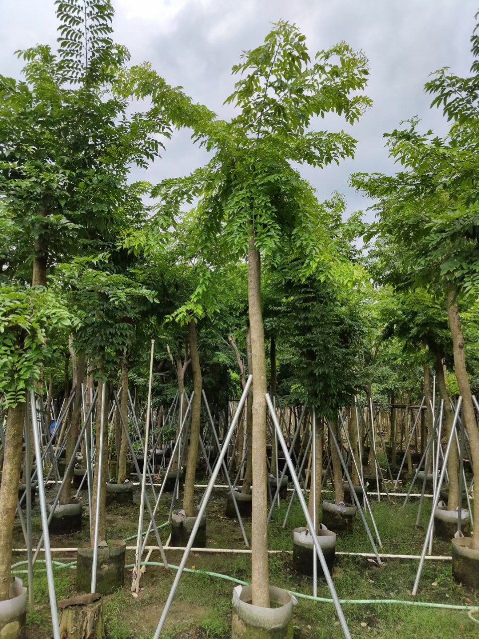广东揭阳普宁正宗海南黄花梨名贵树花梨木降香黄檀树假植袋装树苗