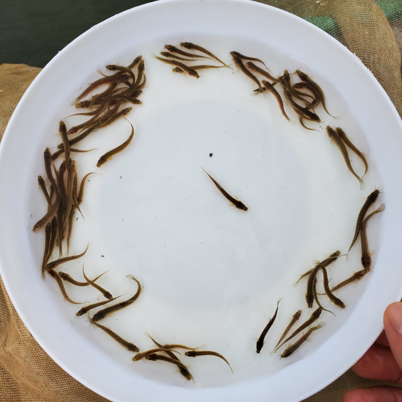 泥鳅鱼苗 台湾泥鳅鱼苗 快大泥鳅鱼苗 大量供应鱼苗