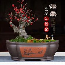 海棠花专用花盆多肉植物花卉盆栽透气室内客厅院子复古中国风盆景