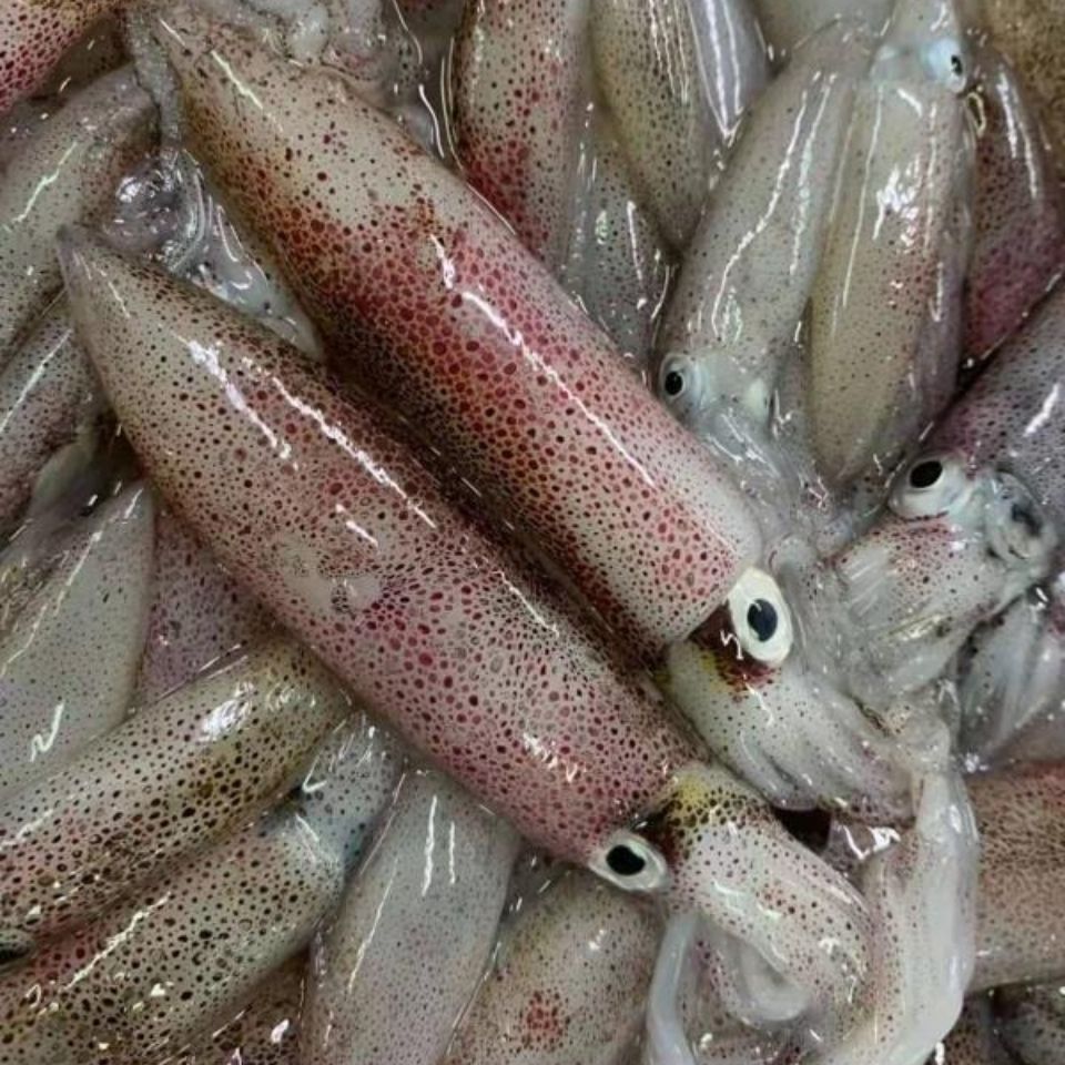 灯光小笔管新鲜鱿鱼海捕小海兔鲜活速冻带籽鱿鱼一口鱿鲜海鲜