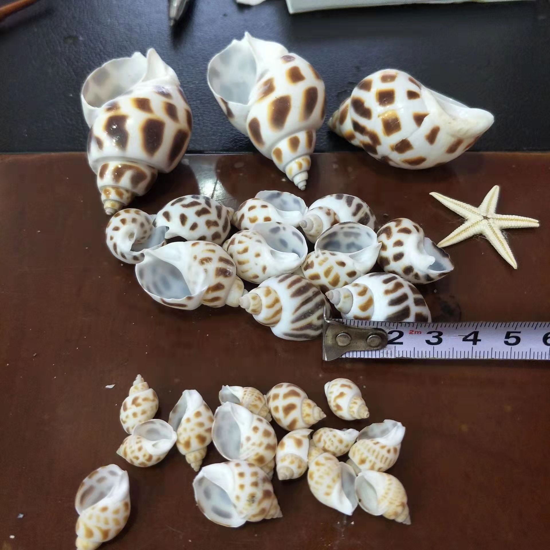 东风螺 天然海螺贝壳 花螺 手工漂流瓶造景鱼缸造景1-7厘米按斤