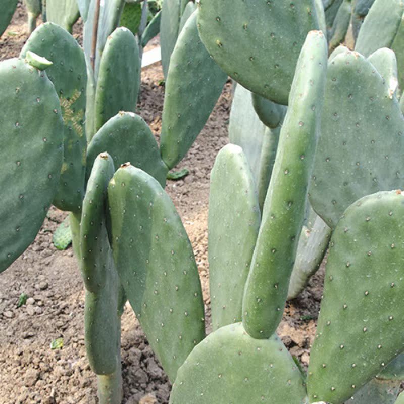 新鲜墨西哥米邦塔食用仙人掌绿色多肉植物盆栽药用院外敷内服