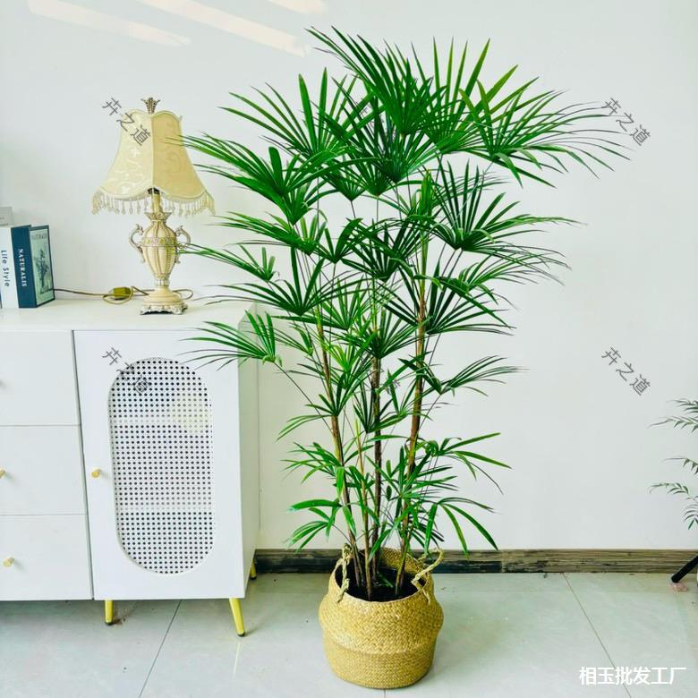 棕观音竹室内盆栽办公室植物阳台绿植耐荫卧室盆栽-阿里巴巴