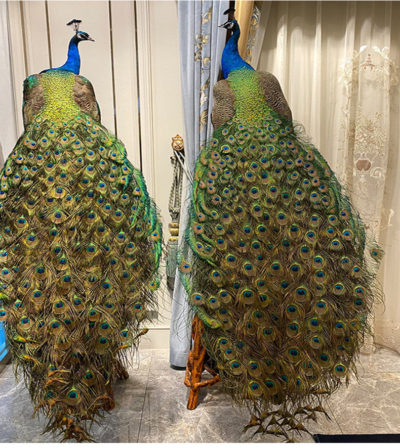 湘潭周边有卖做标本的成年大孔雀的吗 白孔雀标本一架多少钱