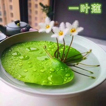 碗莲一叶莲水生花卉水培植物室内阳台四季开花盆栽鱼缸浮生莲花