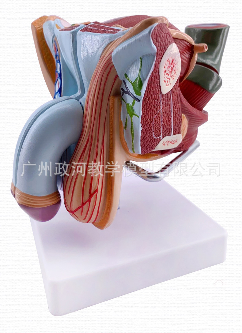 教学仿真男性生殖泌尿系统标本内外生殖模型睾丸解剖模型医疗教具