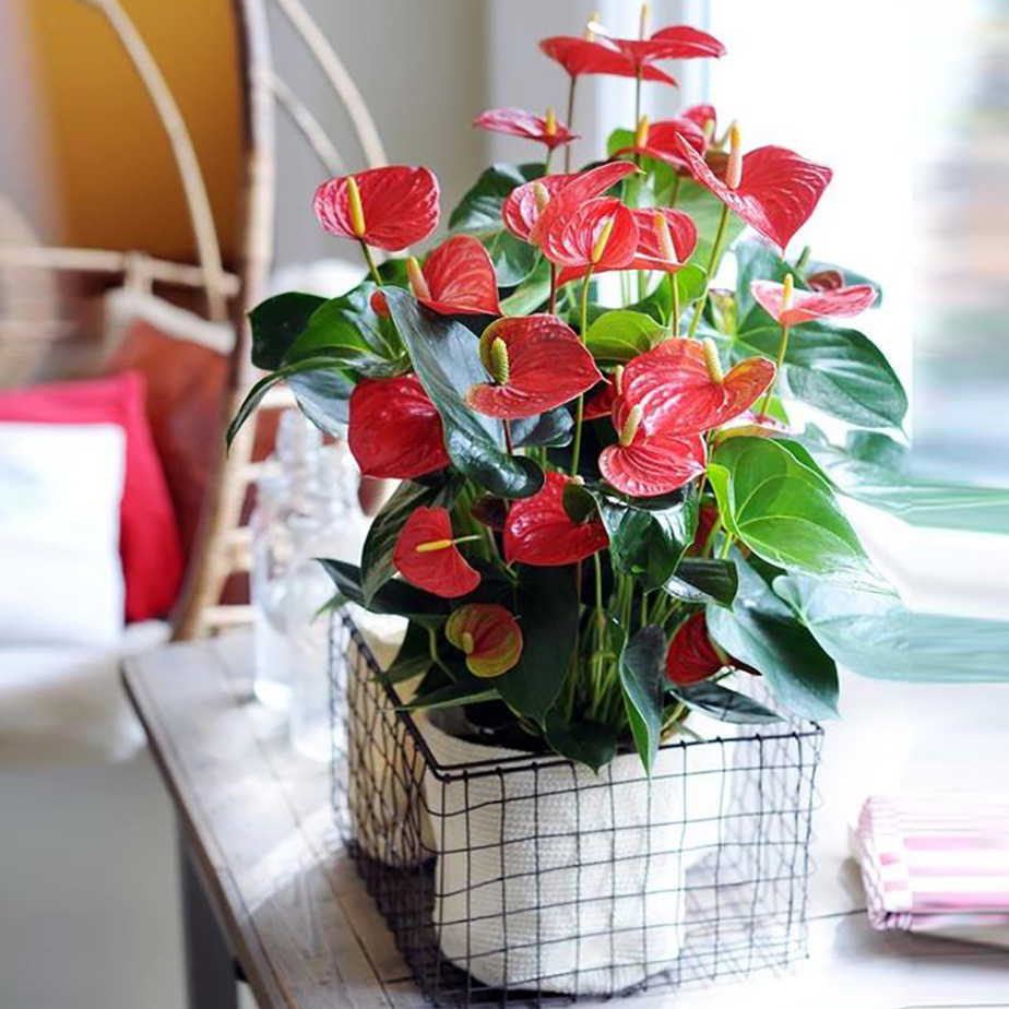 红运当头大盆景真花植物室内过年家里摆件红掌带花盆栽冬季客厅宠