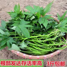 商薯19白心板栗红薯苗高产种植白薯苗种地瓜番薯苗山芋秧苗红著苗