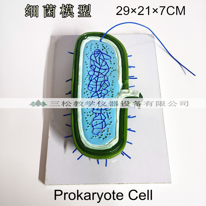 细菌模型 高倍放大细胞病毒细菌标本染色体鞭毛 生物教学演示模型