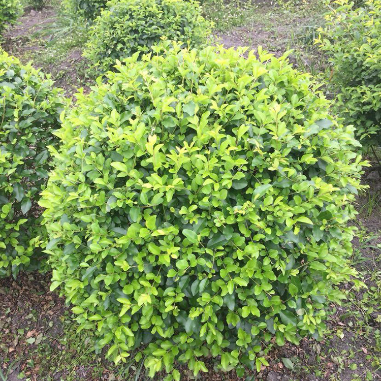基地供应金禾女贞球 绿化工程庭院绿篱球形植物金禾女贞球易成活