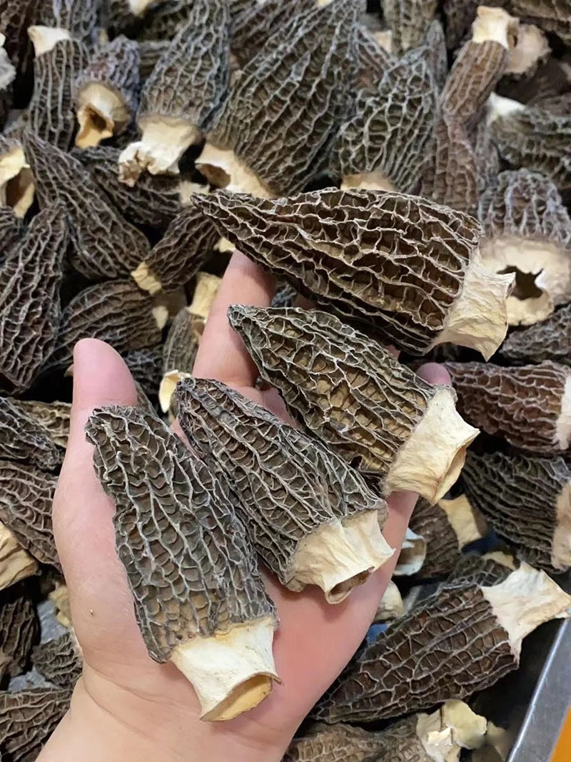 羊肚菌人工云南食用菌羊肚菌干货散装菌菇干品煲汤食材直销批发