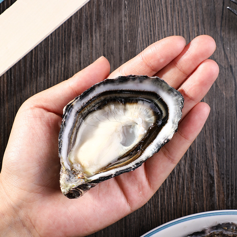 新西兰进口马尔伯勒生蚝鲜活生蚝大量批发西餐厅蚝吧酒店直供新鲜