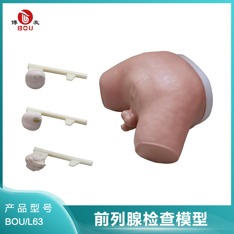 博友前列 腺检查模型 模拟前列腺模具外科训练检查教具泌尿系统