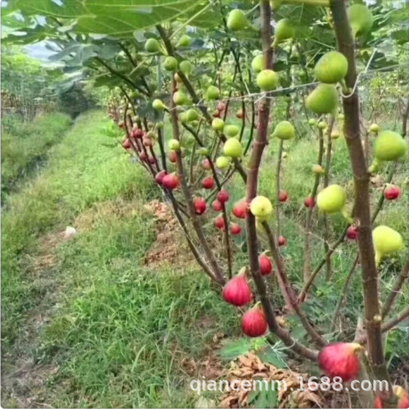 基地批发无花果树果树苗大盆栽地栽矮化果苗南北方当年结果无花果