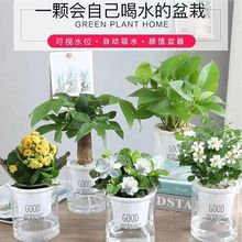 桌面绿植吸水盆栽花卉室内好养懒人办公室栀子花发财树九里培植物