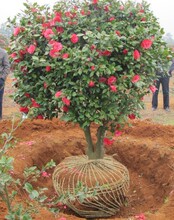 茶花 福建大红 当年开花 基地供应 红露珍