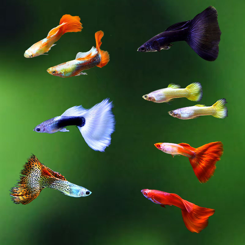 观赏鱼孔雀鱼白礼服豹点全红扇黄老虎冰蓝凤尾胎生热带鱼