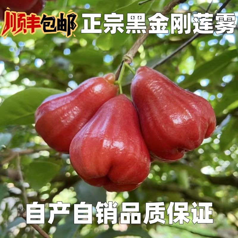 海南黑金刚莲雾新鲜水果三亚特产脆甜莲雾仙女果带箱礼盒孕妇正宗