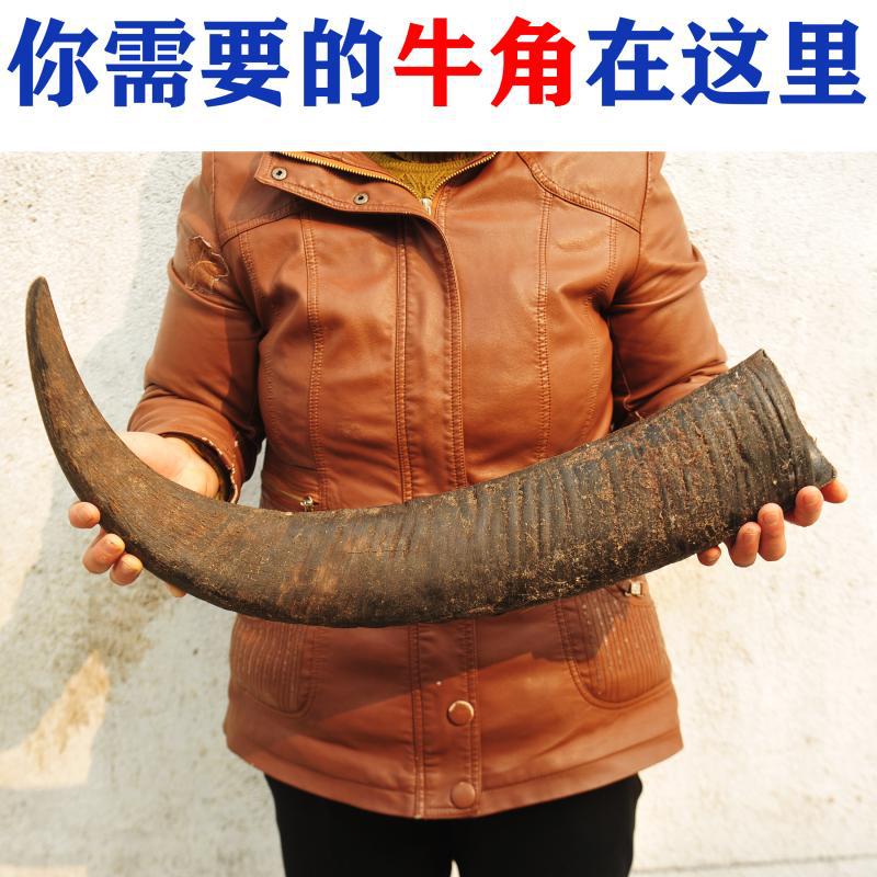 老水牛角原材料中药黑水牛角原料实心牛角尖摆件装饰水牛角号角树