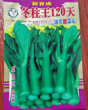 蔬菜种子批发菜心种子冬柱王120天油青甜菜心耐寒粗条菜心种籽