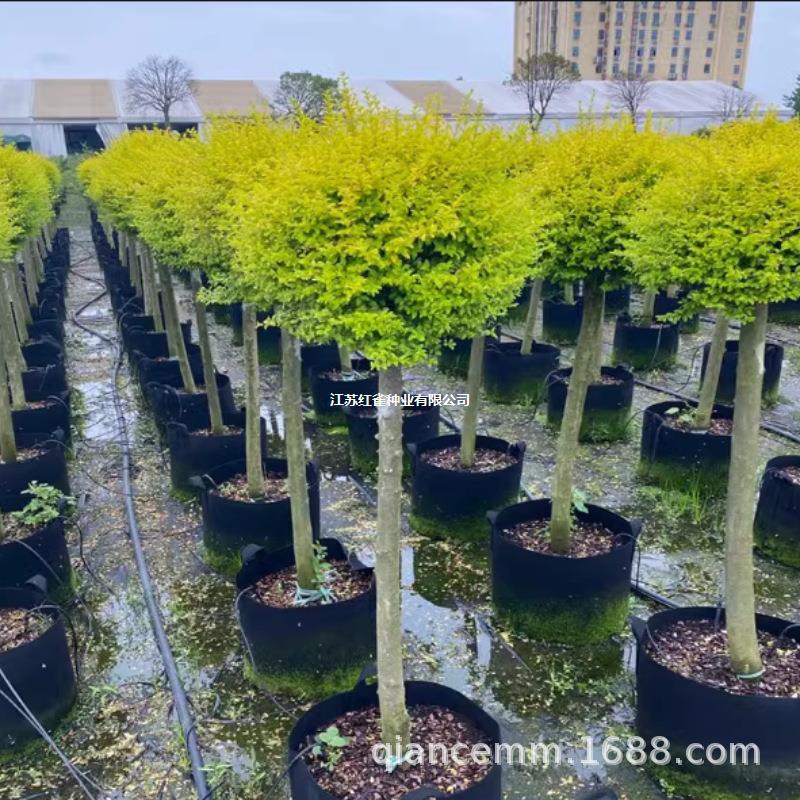 亮晶女贞棒棒糖亮晶造型室外高档庭院花镜植物盆栽地栽四季不落叶