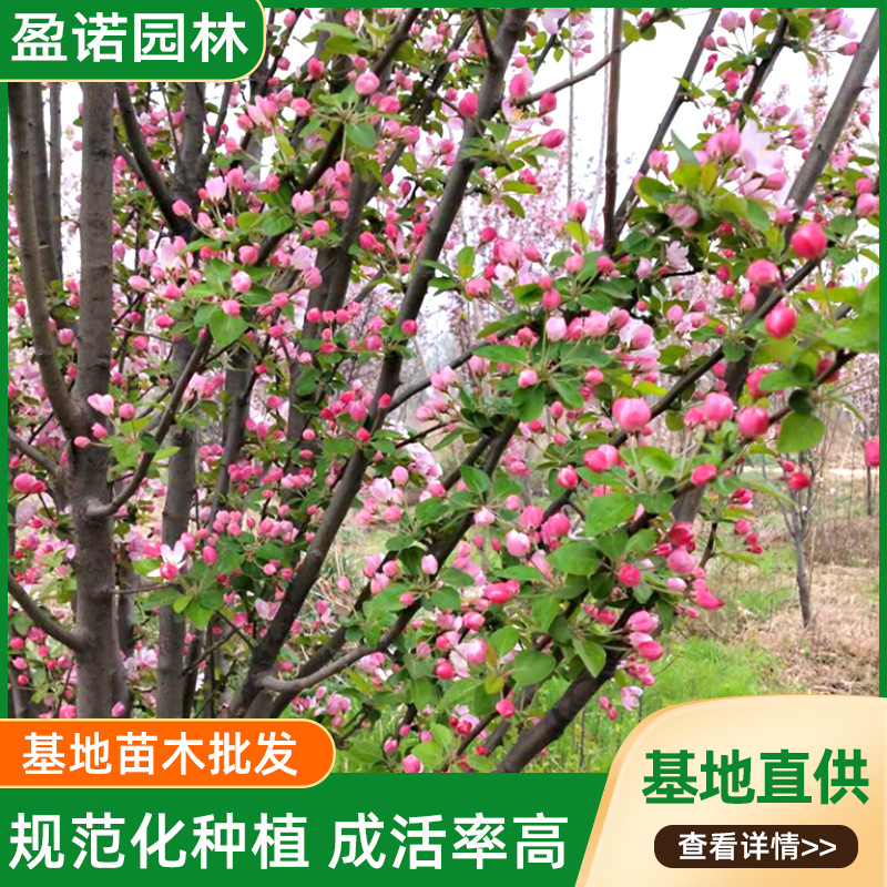 海棠庭院美化风景树绿化工程园林观景落叶乔木苗木露地树西府海棠