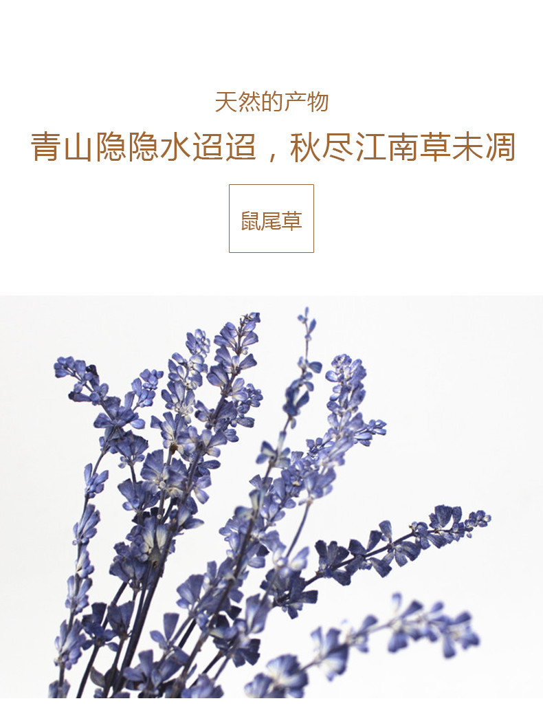 鼠尾草干花真花标本薰衣草压花diy相框书签